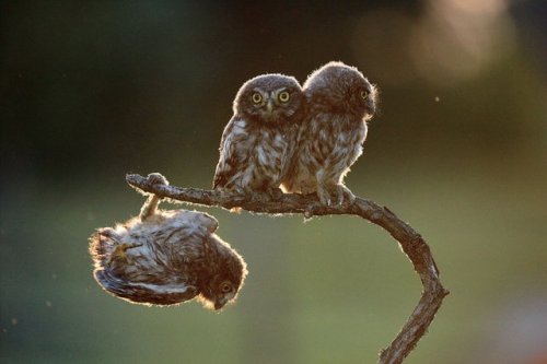 rockandrollchick: An owl struggles to keep his grip as his owl friends look the other way in Tibor K