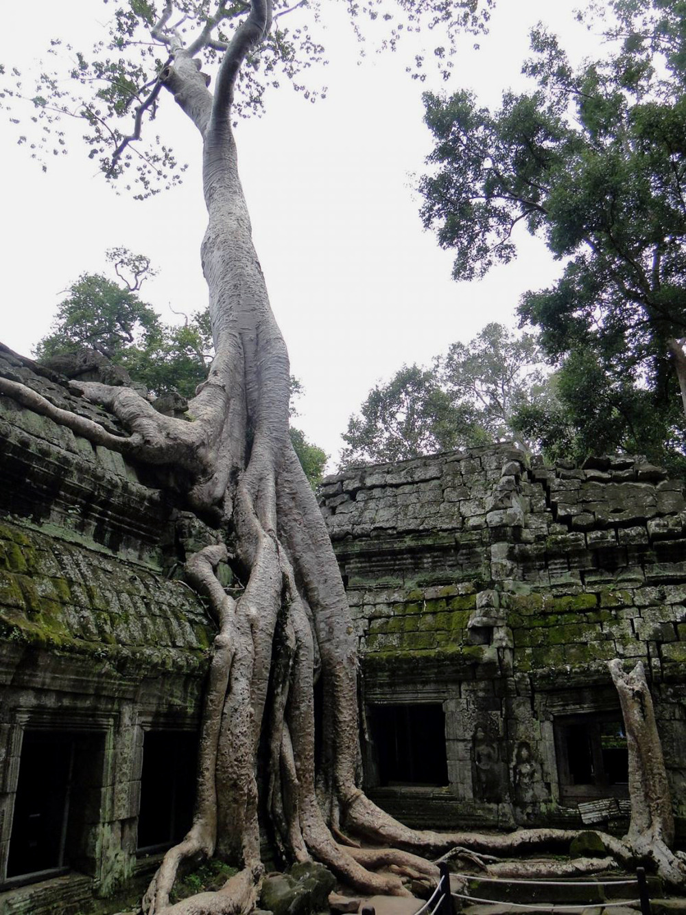 cosmofilius:   Ta Prohm - A Buddhist temple in Cambodia built between the late