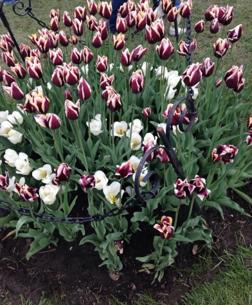 Porn Pics celticknot65:  Tulip Fest May 2017, Albany,