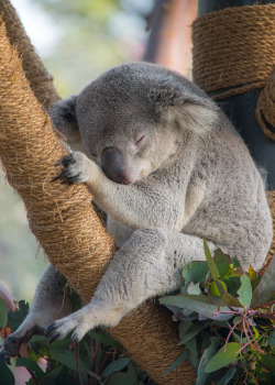 sdzoo:  To conserve energy, koalas sleep 18 to 22 hours a day. Learn more. Photo by Solvent.Solution 