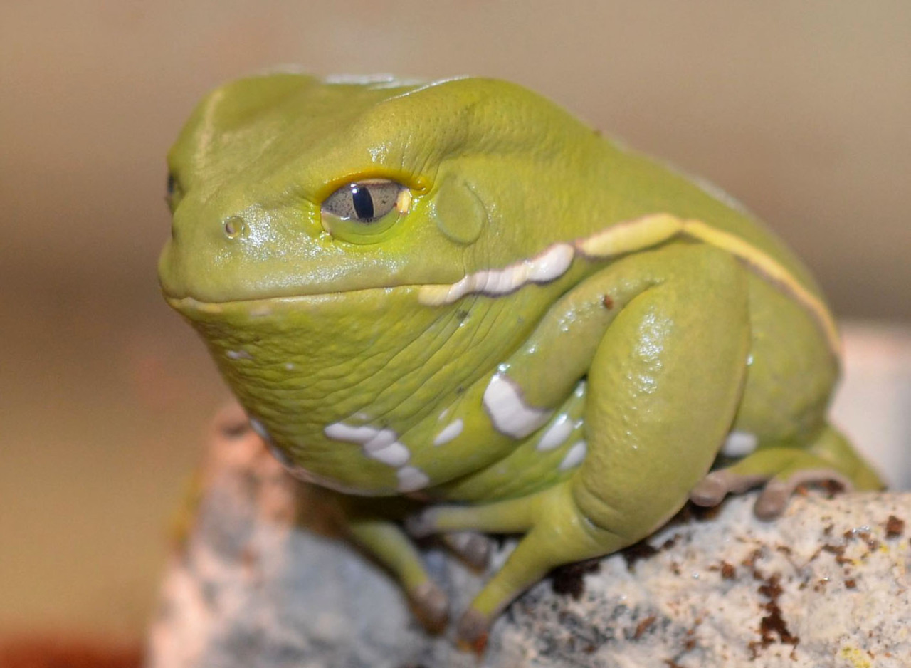 trilla-t:Why does this frog look like my dad