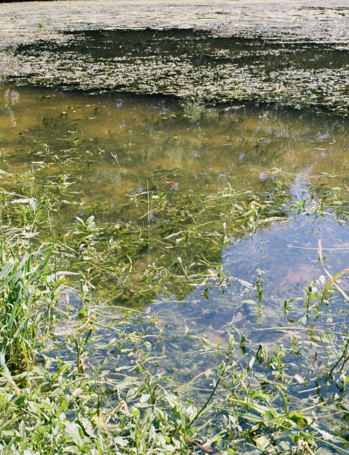 A l’étang, mai 2020 © Margaux Blouin