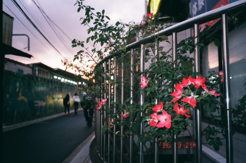 nakano, tokyo, japanseptember 2016