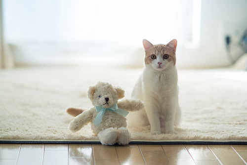 ScreamCute.com