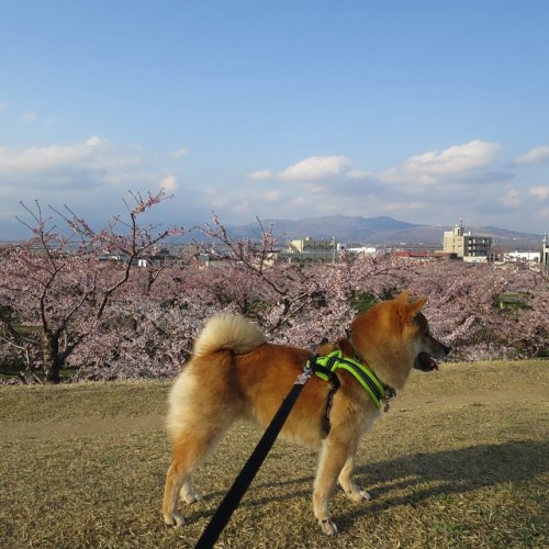 shiba-natsu:さくらともみじこ by kinaco_momiji bit.ly/1JAZNIz