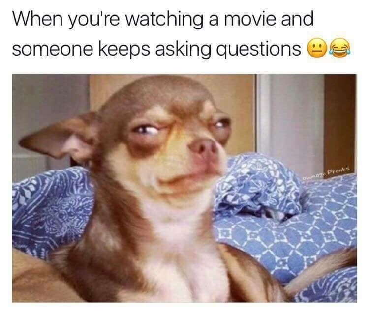 Best Dog Memes(Or Anything Else That Has Dogs 😉)