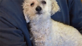 catsbeaversandducks:  Faith in Humanity Restored Blind dog rescue: Fiona - Video  I’M GONNA CRY