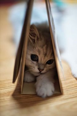 Justcatposts:  If It Fits…