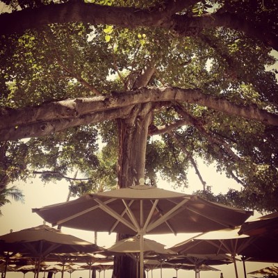 Under the Banyan Tree…ukulele time (at The Beach Bar)