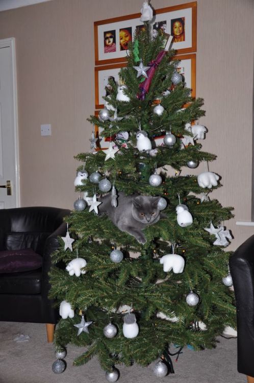 catsbeaversandducks:  “Wreck the tree and blame the doggie… Fa la la la la la la la laaaa!…” Photos via >^..^< in a Christmas Tree 