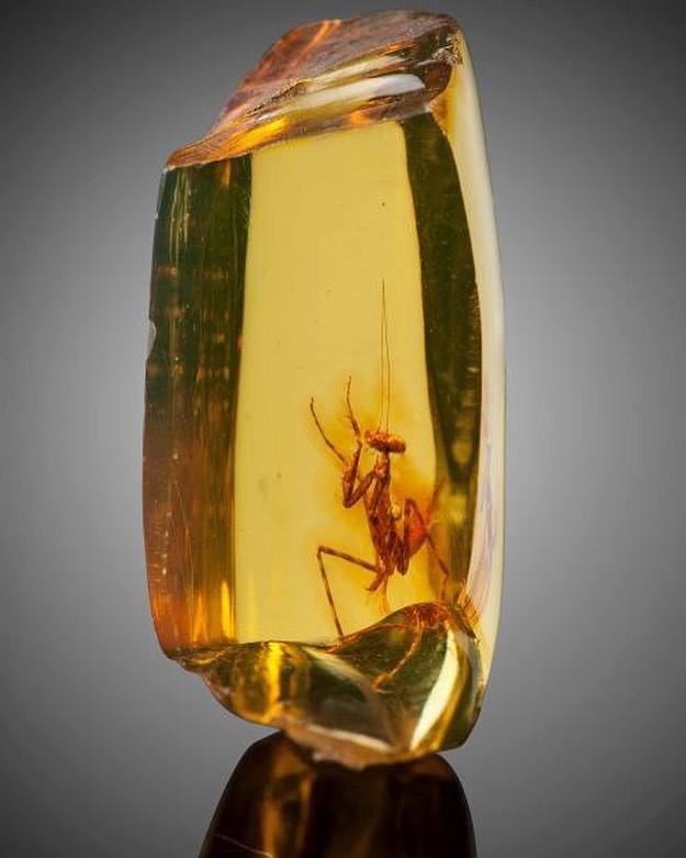 thouartadeadthing:Praying Mantis in Amber (Hymenaea protera) Dominican Republic.