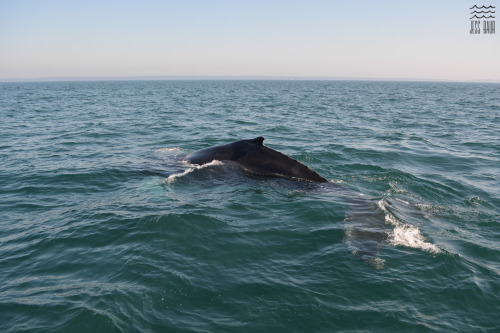 A few more photos from our day with the Brier Island Whale Watching and Seabird Tour in the Bay of F