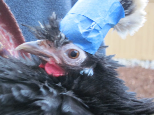 clickthefrog:  chickenkeeping:  draconym:  chickenkeeping:  yemenitehole:  lord-kitschener:  chickenkeeping:  chickenkeeping: whats the best way to trim the crest+beard of a silkie? this lady can barely see with all that floof!  apparently some people