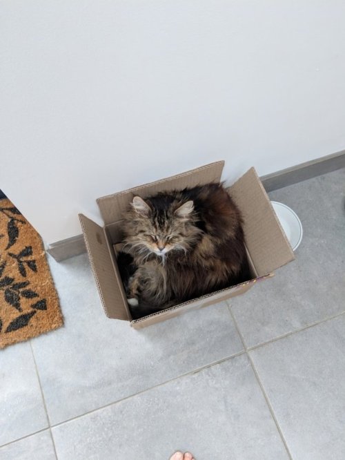 catsbeaversandducks:Cat Brings Flowers From Her Garden As A Gift To Neighbours Every Day Moving into