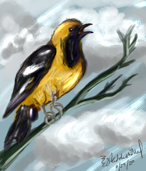 queerpontmercy:thinking about them….<3(native southern ca birds)[ID: two digital paintings with s