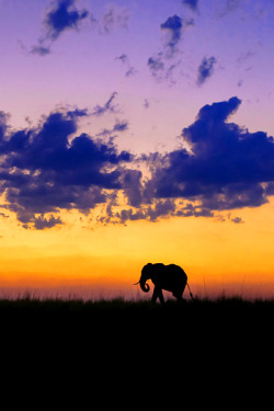 earthdaily:  earthdaily: Chobe Sunset by Brendon Cremer 