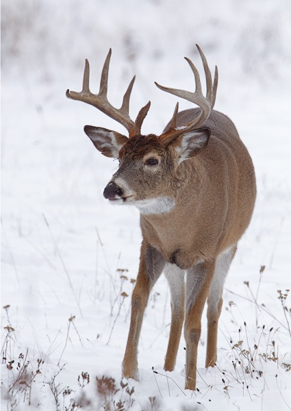 jrxdn:  Whitetail | Jrxdn 