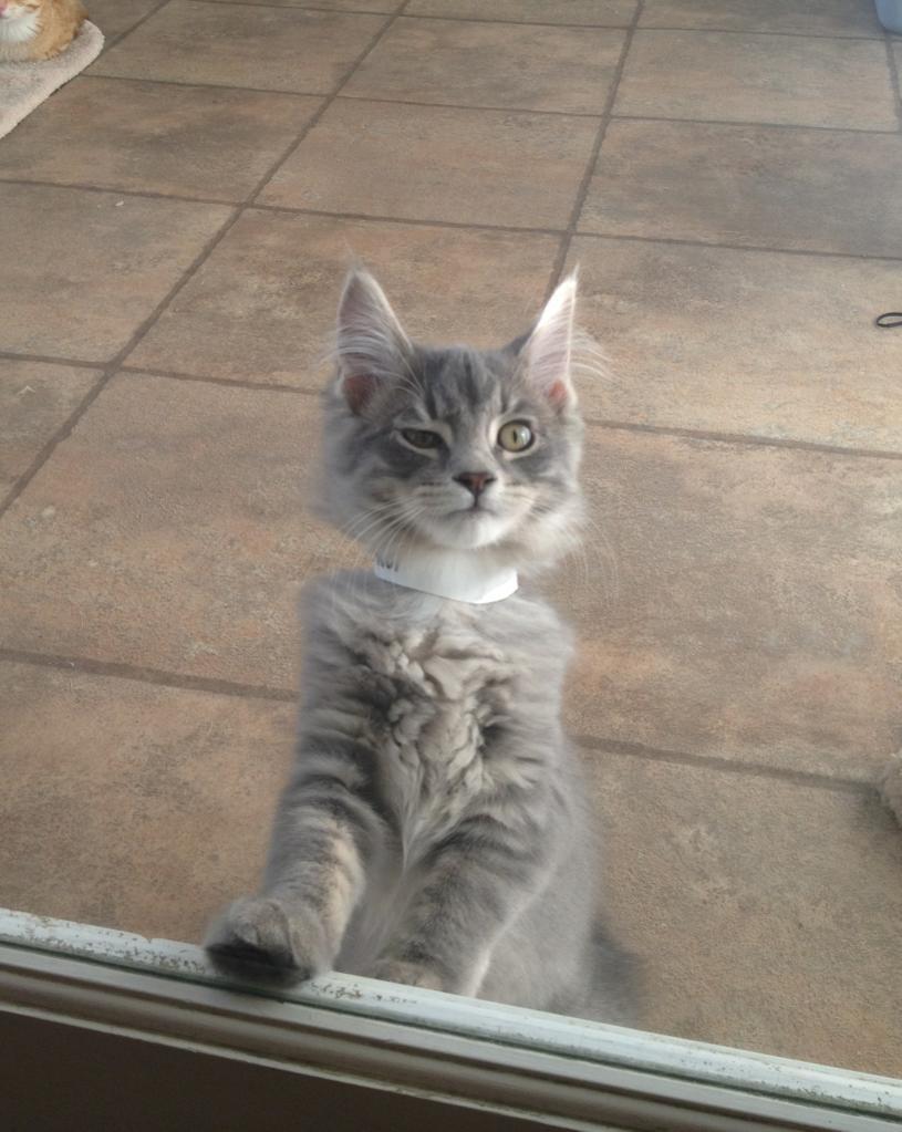 best-of-memes:  Animals for when you wish to show skepticism
