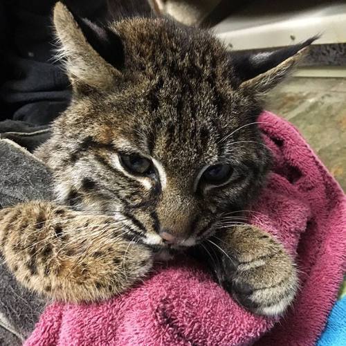 typhlonectes: Chintimini Wildlife Center:   Please Help Us Save This Bobcat!   After 