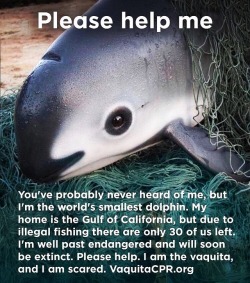 acecosmos:  thelovablycynicalerinmac:  anneriawings:  be—your—own—hero:  Omg look at this little cutie, how can anyone hurt them. There are only 30 of these left in the world due to illegal fishing.   Please donate to the National Marine Mammal