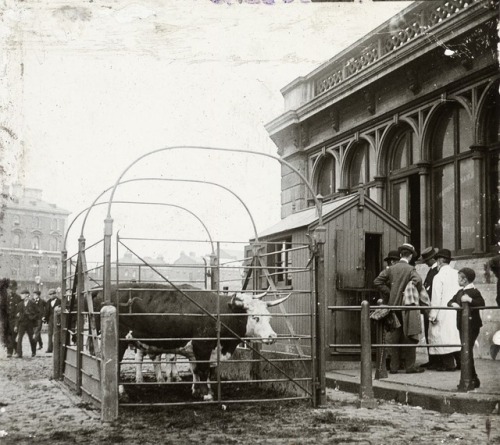 Caledonian Market (formerly the Metropolitan Cattle Market), 1910