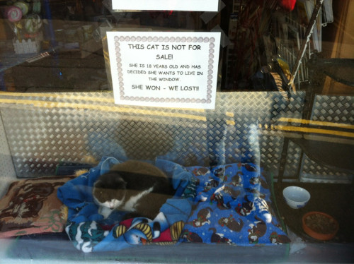 awwww-cute:Privilages of age. Spotted this old lady in a shop window in the Scottish Borders this mo