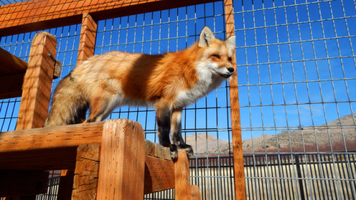 I love the faces foxes make, especially when staring at the camera, they’re just so darn cute and fl