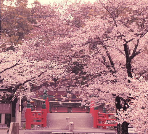 cherry blossum tree