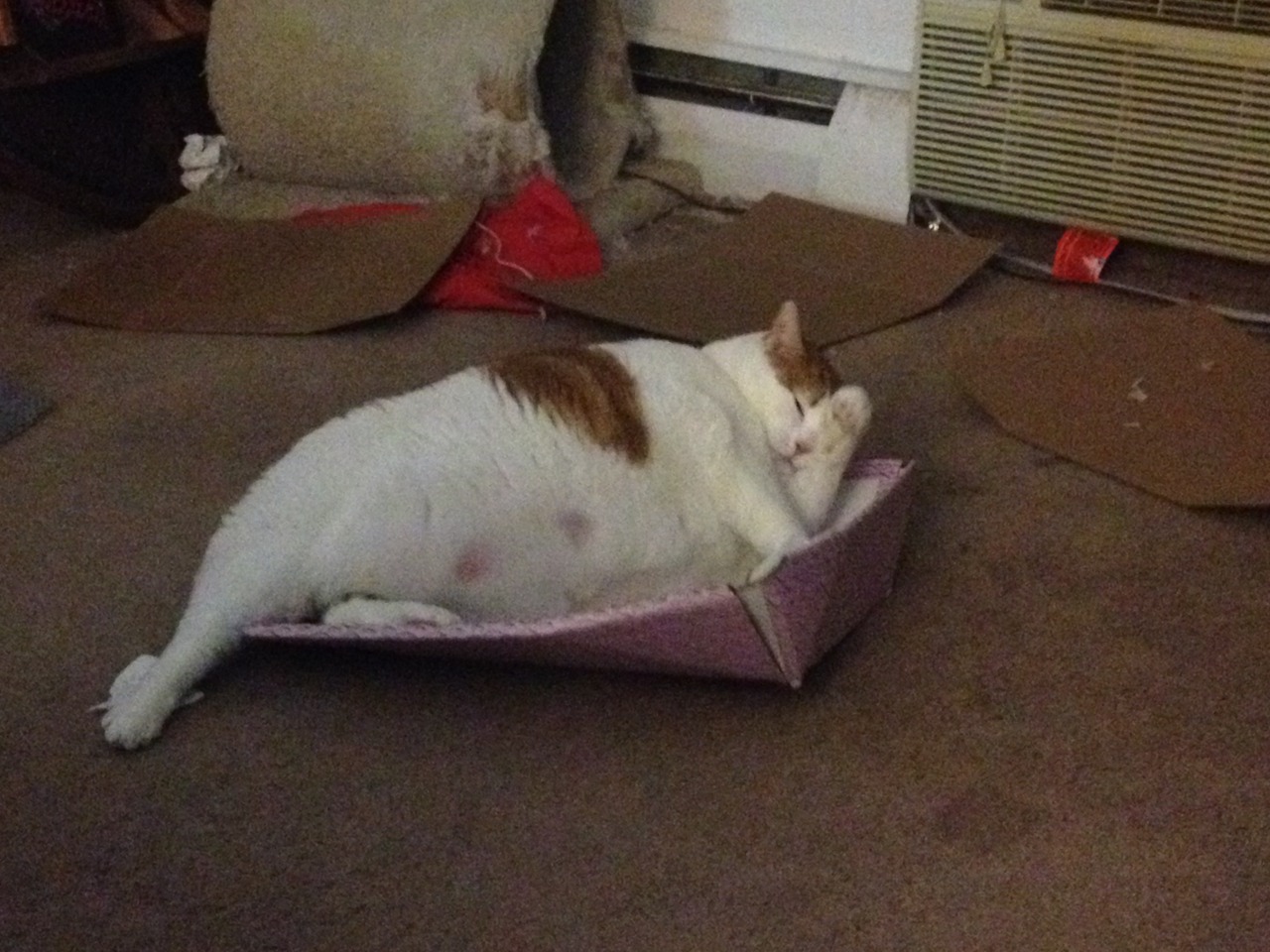 feedmerightmeow:  That box was not built for someone of Calvin’s girth. 