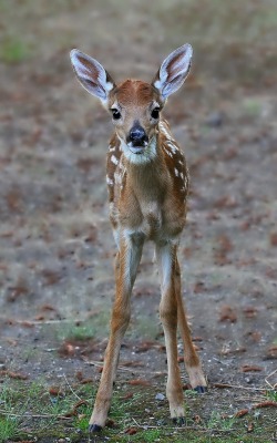 beautiful-wildlife:Fawntastic by © Phil’s