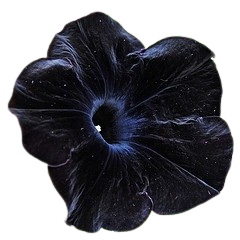 black flower