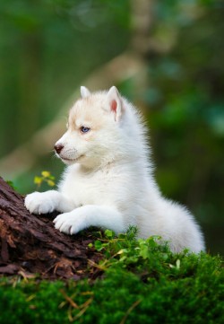 j-k-i-ng: “Husky Puppy In A Wild Forest“ by | Konstantin Tronin 