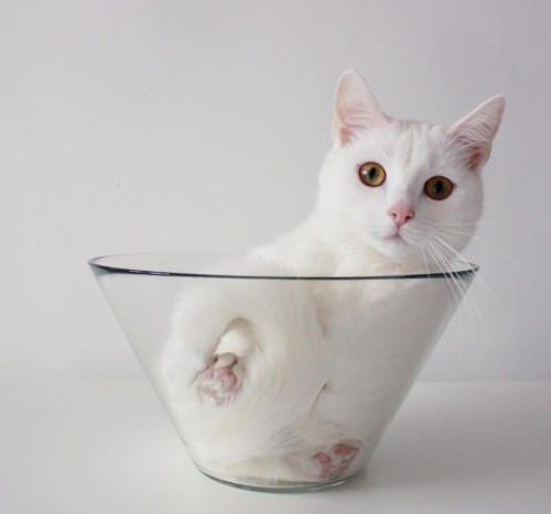 catsbeaversandducks:  Glass Bowl Is The New Box Photos by Zappa The Cat - Via Love Meow 