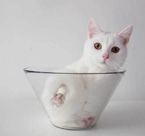atraversso:    This Cat Has Unconditional Love for Her Glass Bowl.