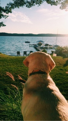 somersetprep:  lakeshoreliving:  one lucky lab - Summer 2015   where do i apply to be this lab