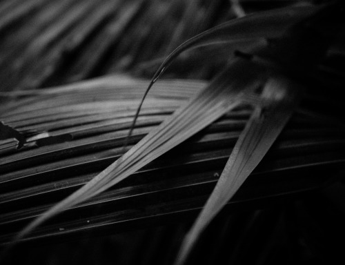 cysewski:In the front of our home in Thailand. I love to sit and watch the the textures and forms of