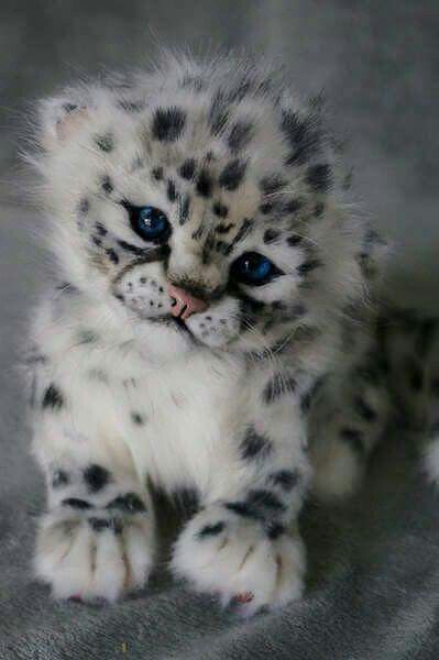 Adorable Snow Leopard Cub #Cute Animals on clipzine.me.