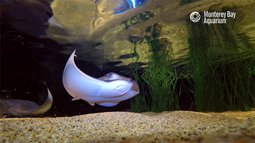 montereybayaquarium:Happy Halloween! You’re not likely to spot a bat ray trick or treating unless yo
