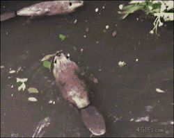 4gifs:  How cool beavers greet each other.