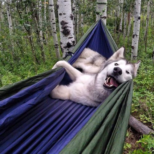 davidbeccums:boredpanda: I Take My Wolfdog On Epic Adventures Because I Hate To See Dogs Locked Away