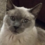 ditzy-dev