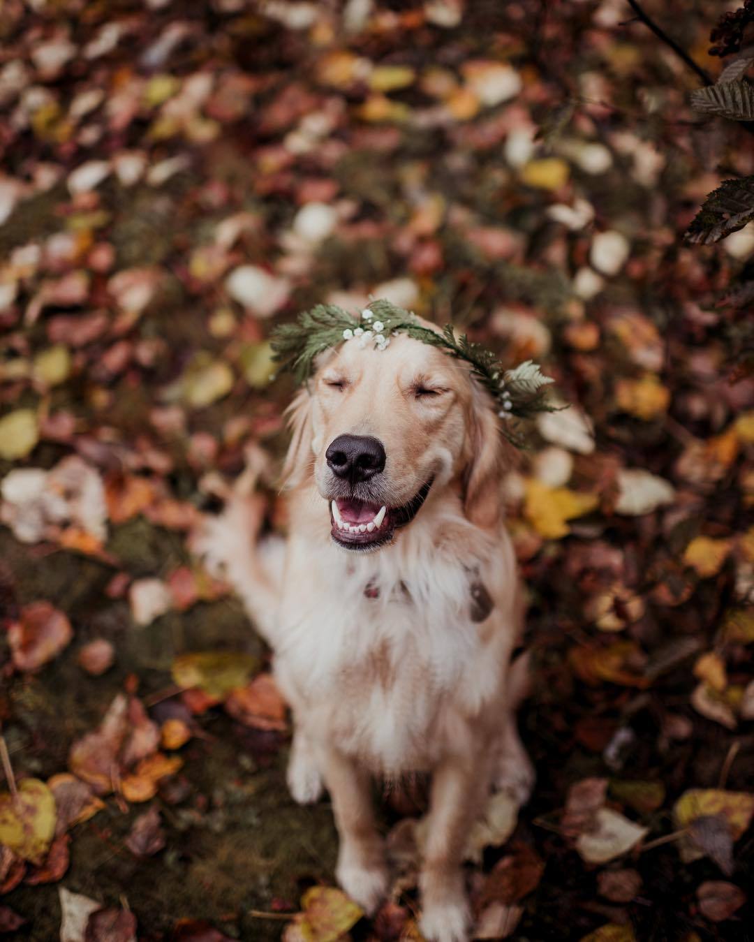 A Blog Just About Dogs