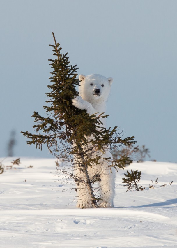 magicalnaturetour:  Photo and caption by Jonathan Huyer ~ A newborn polar bear cub