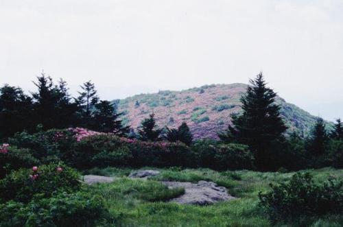 Flame Azaleas at Engine Gap, North CarolinaAmazing wild flowers are blooming whilst you go on about 