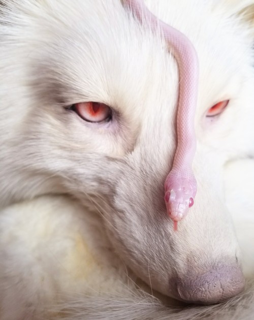 zooophagous: Red Eyed White. (Cordial the corn snake on taxidermy)