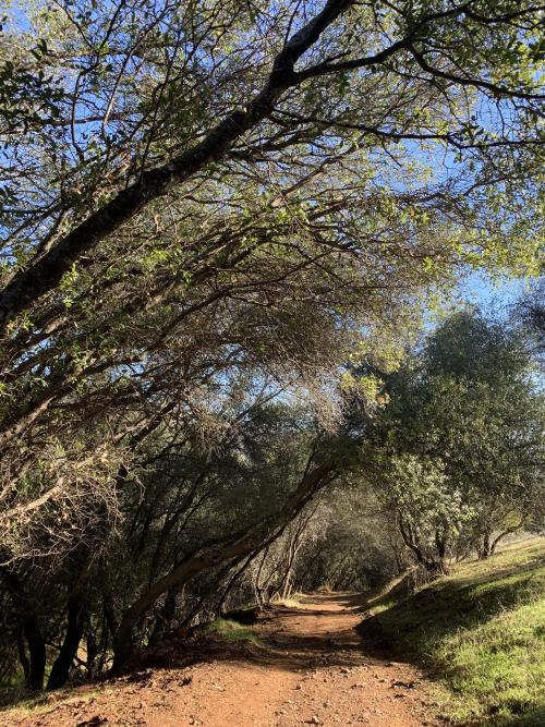 It’s mid winter here in Gold Country and the trails are starting to get green again. After a b