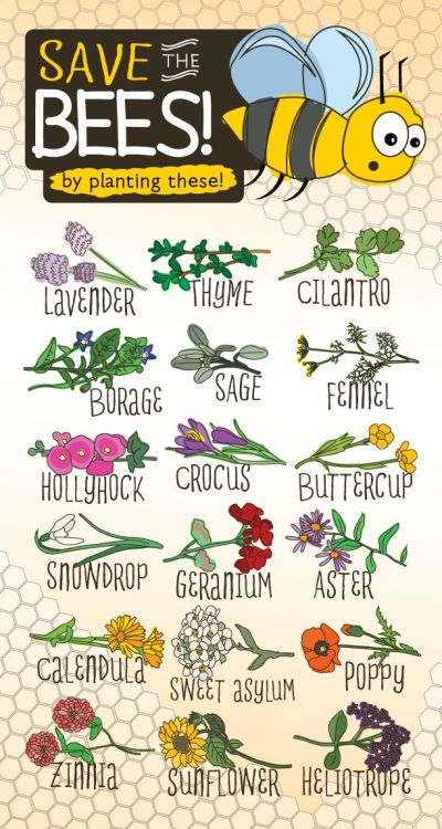 eartheasy:Turn your garden into a bee haven with these common plants :)  Save the bees