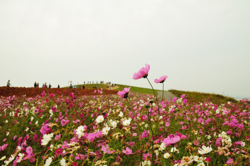 Blooming cosmos at Hitachi Seaside park
