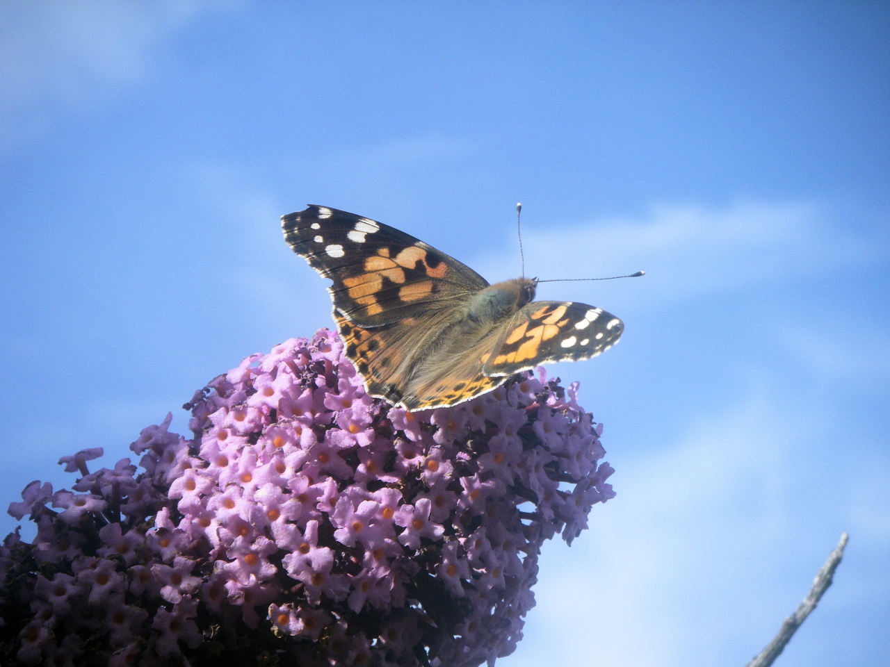 Summer time visitors
This image shows a migrating Painted lady butterfly, Vanessa cardui, feeding on nectar to sustain its flight from the UK back to North Africa.
Many insects, like this butterfly, make a long journey into the UK each summer to...