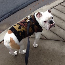 strangevibezz:  When it’s cold and rainy the only option is turning your dog invisible.